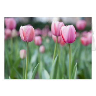 Pink Tulips Cards