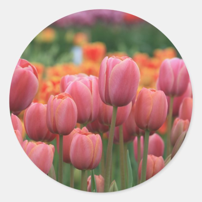 pink tulips classic round sticker (Front)