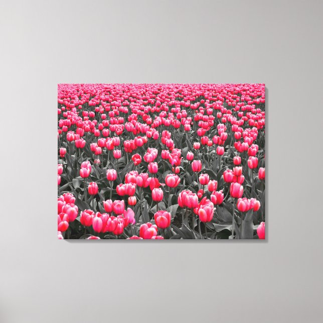 Pink Tulips Field  Canvas Print (Front)