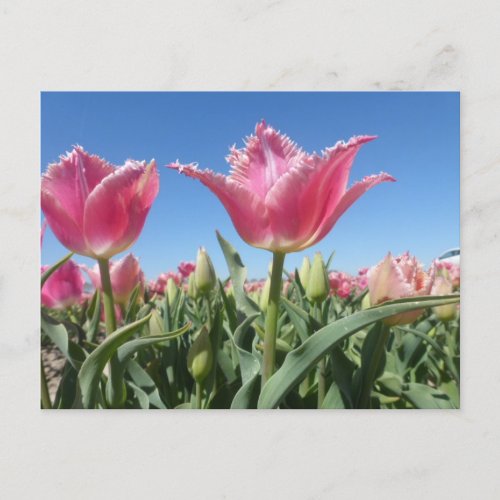 Pink Tulips Field Close Up DIY Postcard