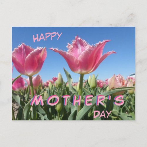 Pink Tulips Field Close Up Mothers Day Postcard