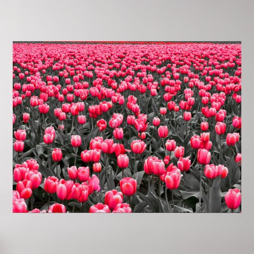 Pink Tulips Field  Poster