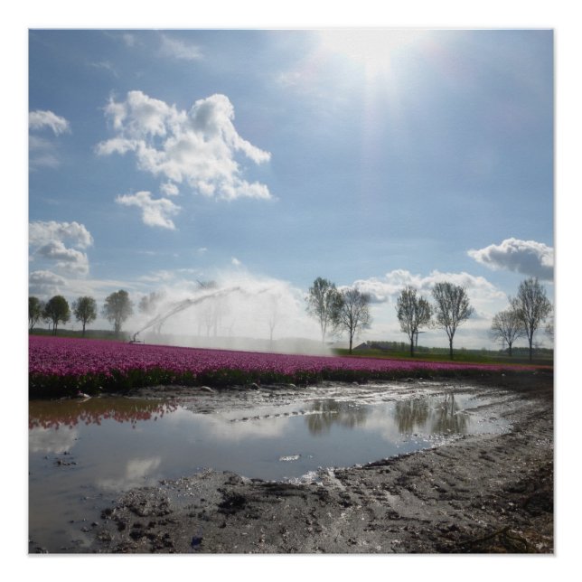 Pink Tulips Field Reflected Landscape Poster (Front)