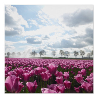 Pink Tulips Field with Blue Sky Poster