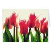 Pink Tulips Flowers (Front Horizontal)
