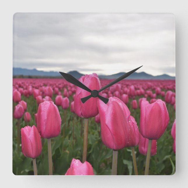 Pink Tulips Flowers Acrylic Wall Clock (Front)