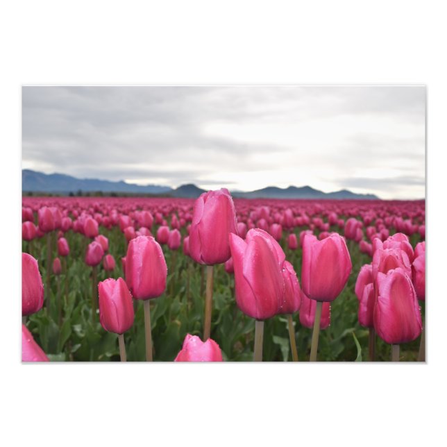 Pink Tulips Flowers Photo Poster (Front)