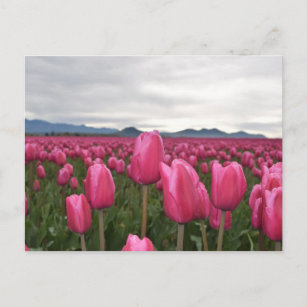 Pink Tulips Flowers  Postcard
