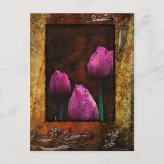 Pink Tulips-Framed Postcard