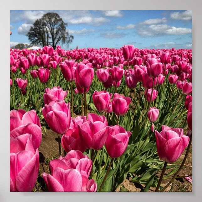 Pink Tulips in a Field, Oregon Poster (Front)
