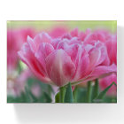 Pink Tulips In Bloom