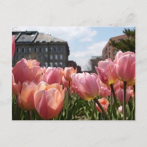Pink Tulips in Boston Postcard