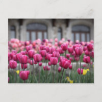 Pink Tulips in Montreal, Canada - Postcard