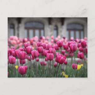 Pink Tulips in Montreal, Canada - Postcard