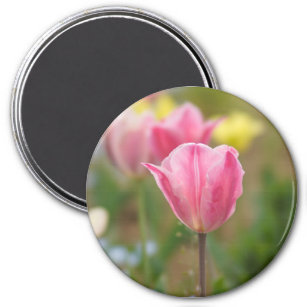 Pink tulips  magnet