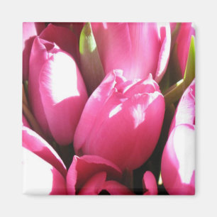 Pink Tulips Magnet