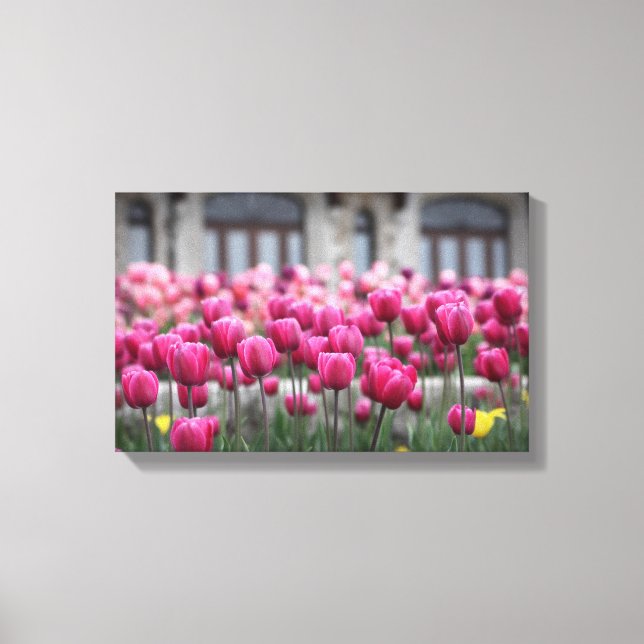 Pink Tulips - Montreal (Canvas) Canvas Print (Front)