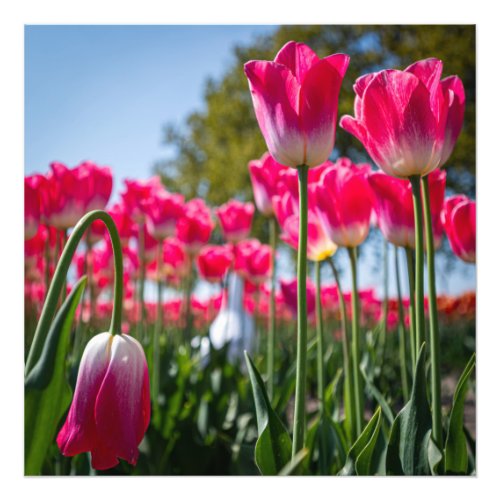 Pink Tulips Photo Print