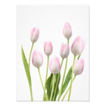 Pink Tulips
