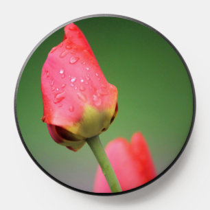 Pink Tulips Photograph  PopSocket
