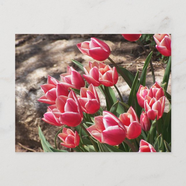 Pink Tulips Postcard (Front)