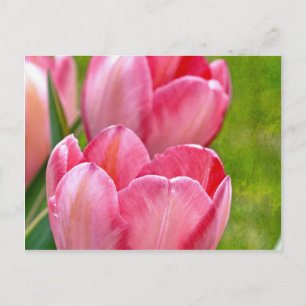 Pink Tulips Postcard