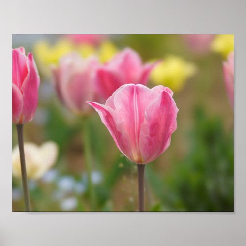 Pink tulips  poster
