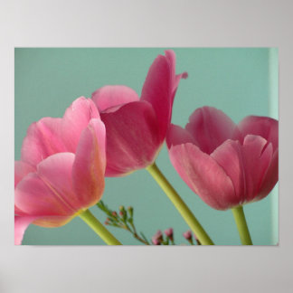 Pink Tulips Poster