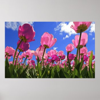 Pink Tulips Poster by KevinCarden at Zazzle