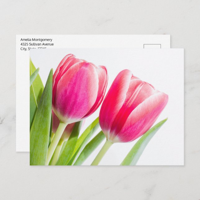 Pink Tulips with Green Leaves Photo Postcard (Front/Back)