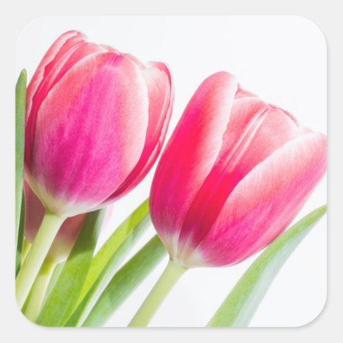 Pink Tulips with Green Leaves Square Sticker