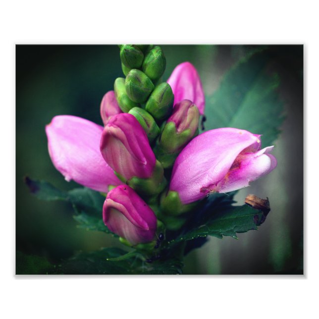 Pink Turtlehead Flower Close Up 8x10 Photo Print (Front)