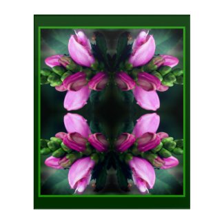 Pink Turtlehead Flower Close Up Abstract