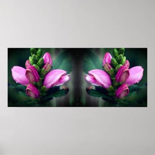 Pink Turtlehead Flower Mirror Abstract Poster