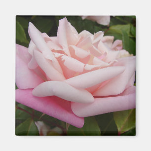 Pink Two Tone Vintage Rose Flower Floral Painting Magnet
