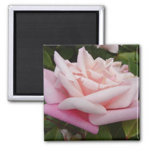 Pink Two Tone Vintage Rose Flower Floral Painting Magnet