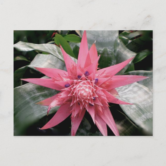 Pink Variegated Bromeliad Postcard (Front)