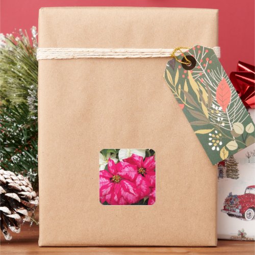 Pink Variegated Poinsettias Holiday Square Sticker