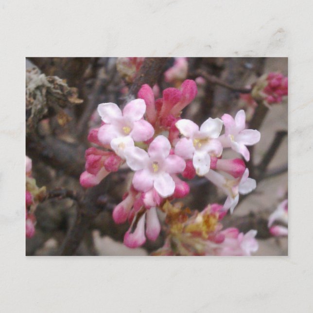 Pink Viburnum Blossom Postcard (Front)