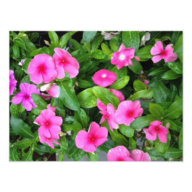 Pink Vinca Flower Bush Photo Print (Front)