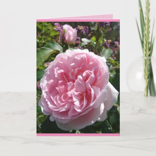 Pink Vintage Cabbage English Rose floral Card