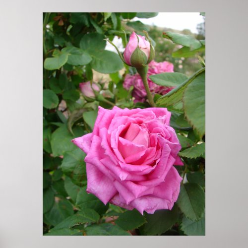 Pink Vintage Cabbage Rose Nature Garden Poster