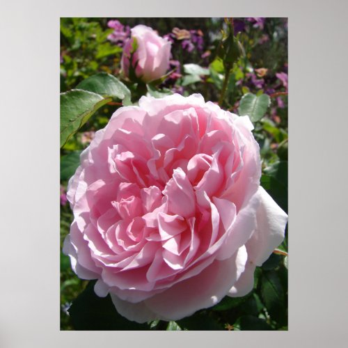 Pink Vintage Cabbage Rose Nature Garden Poster
