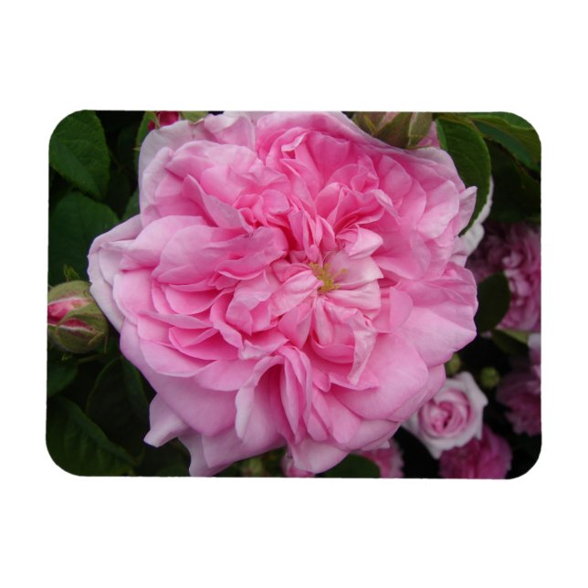 Pink Vintage Rose floral Flowers Fridge Magnet (Horizontal)