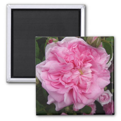 Pink Vintage Rose floral Flowers Magnet