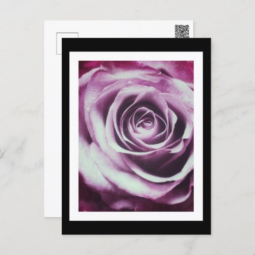 Pink Vintage Rose Postcard