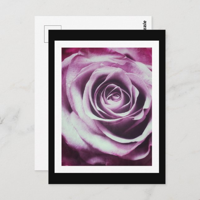 Pink Vintage Rose Postcard (Front/Back)