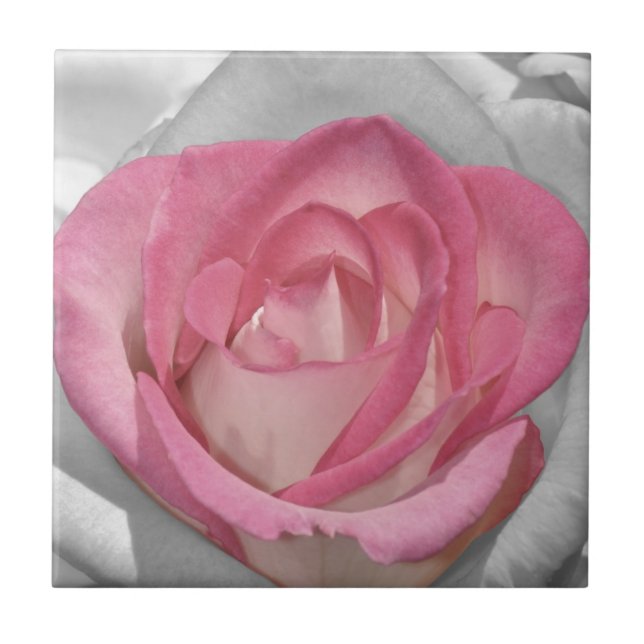 Pink vintage rose print ceramic tile (Front)