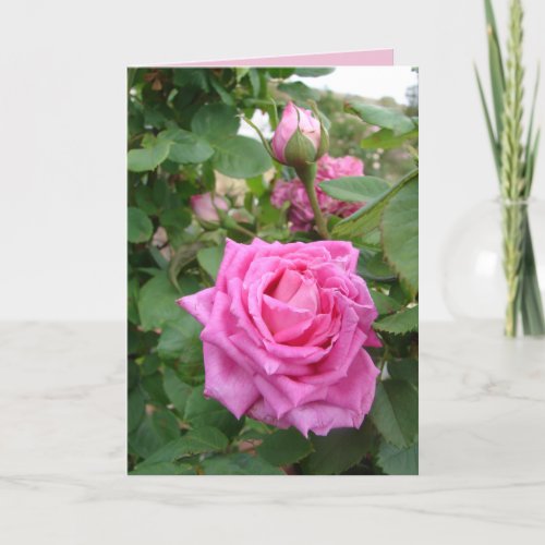 Pink Vintage Rose Roses floral flowers garden Card