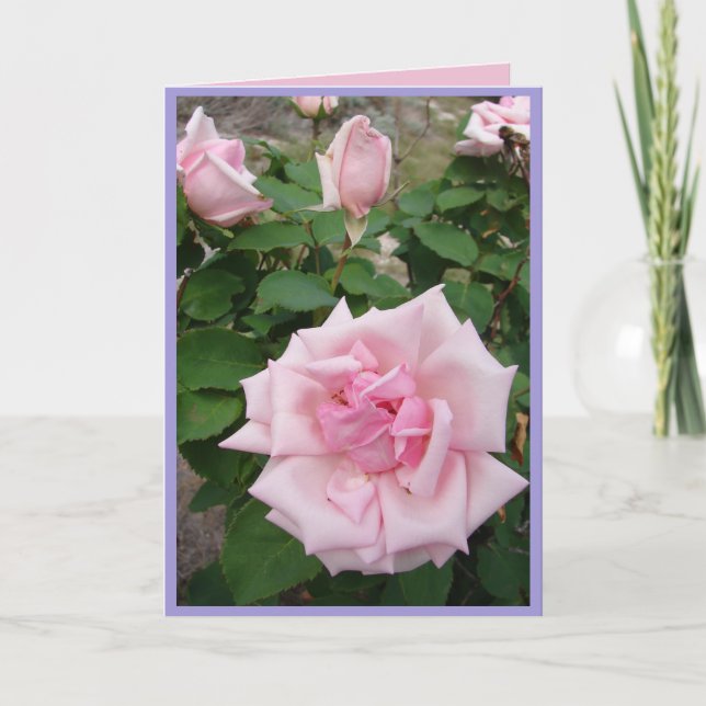 Pink Vintage Roses Rose Garden flowers Card (Front)